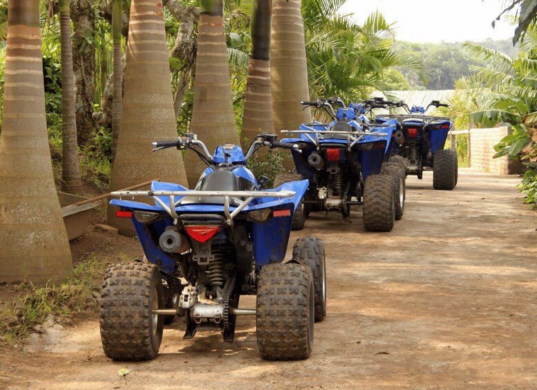 A row of blue ATVs parked on a dirt path surrounded by palm trees. 3
