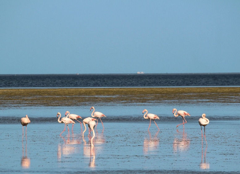 Flamingos standing in shallow water with reflections on the wet sand, and a ship in the distance on the water. 5