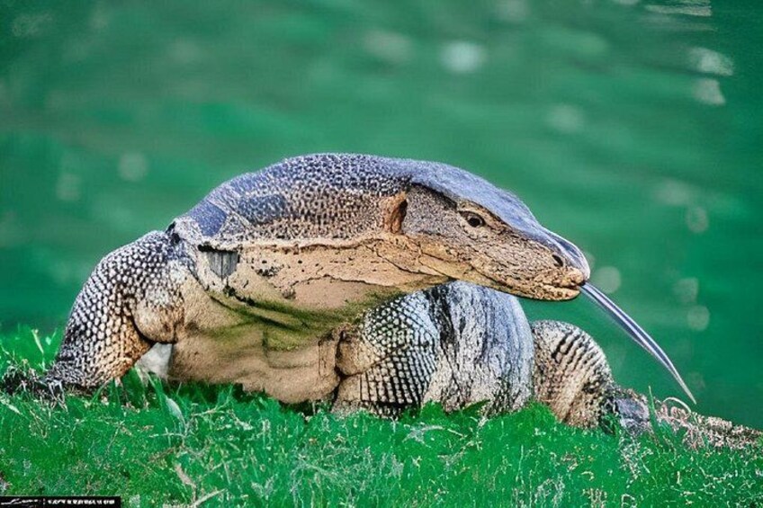 A large monitor lizard resting on grass. 1
