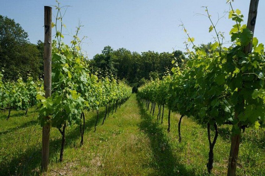 Guimaraes Wine Tasting Tour 3
