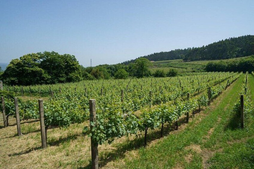 Guimaraes Wine Tasting Tour 1