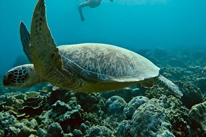 A sea turtle swimming near a coral reef with a diver in the background. 4