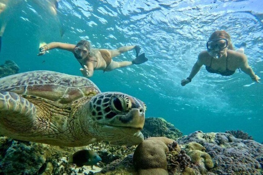 A sea turtle swimming underwater with snorkelers. 5
