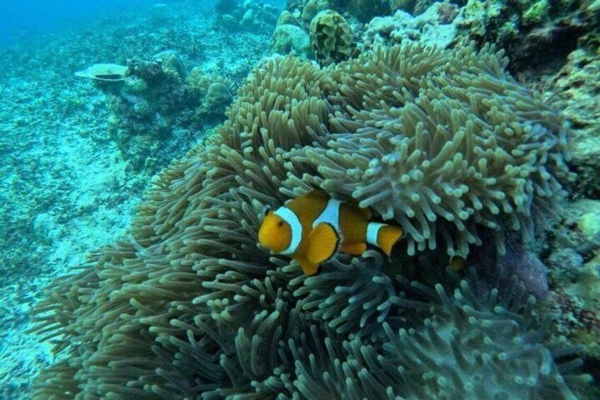 A clownfish among sea anemones in a coral reef. 2