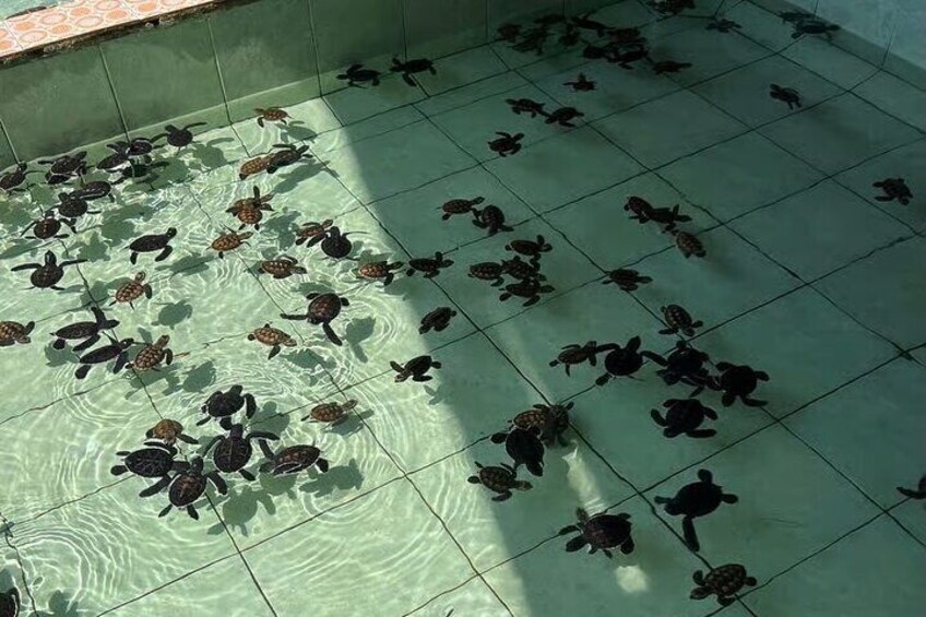 A pool with numerous turtles swimming. 1
