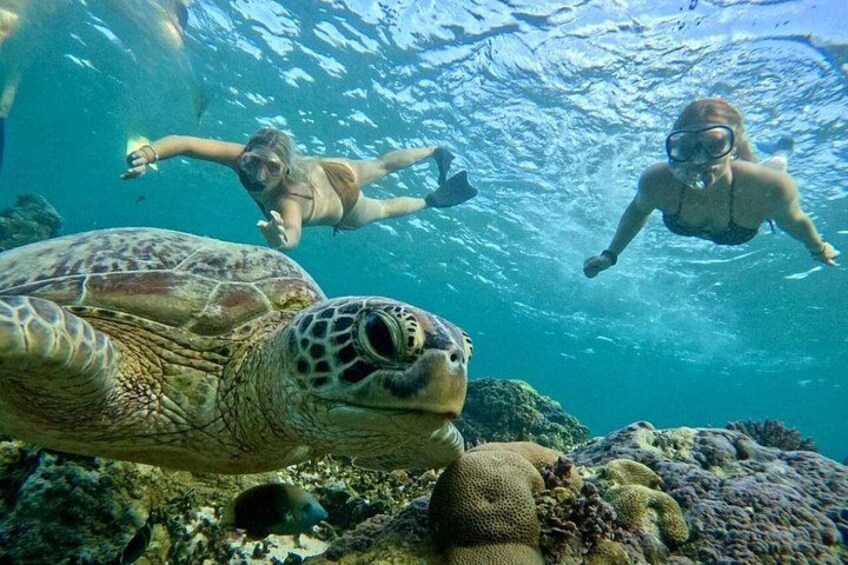 A sea turtle, snorkelers, and coral reef underwater. 5