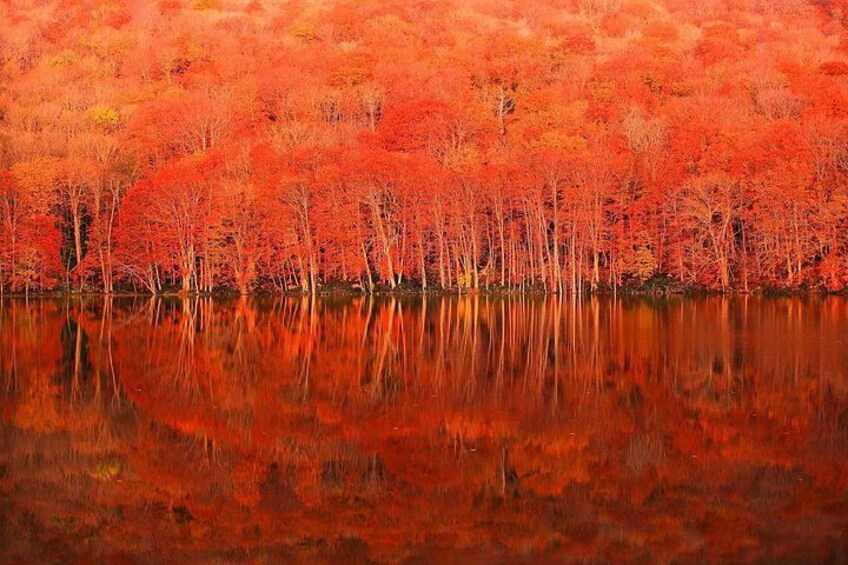 Biei Aoike Autumn 1