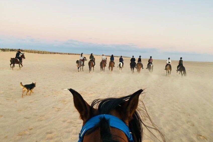 A group of riders on horses in a sandy area with a dog nearby. 5
