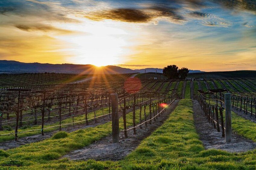 A vineyard at sunset with rows of grapevines and a clear sky. 1