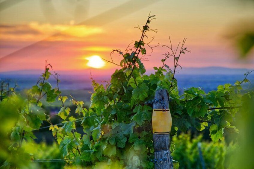 A vineyard at sunset with grapevines and a wooden post. 3