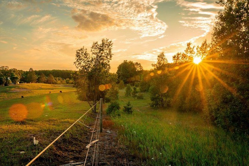 A rural landscape with a fence, trees, and a field. 5