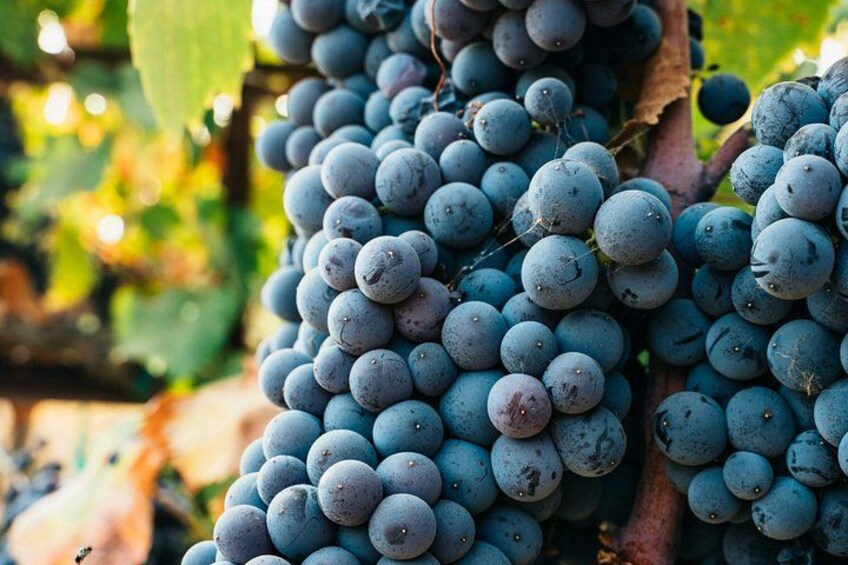 A bunch of dark blue grapes clustered on a vine. 4