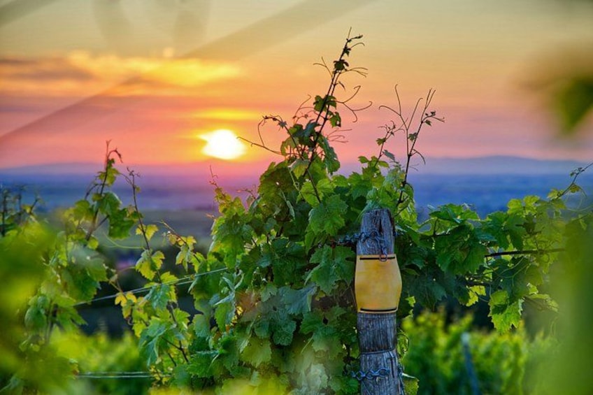 A vineyard with grapevines and a wooden post in the foreground. 2