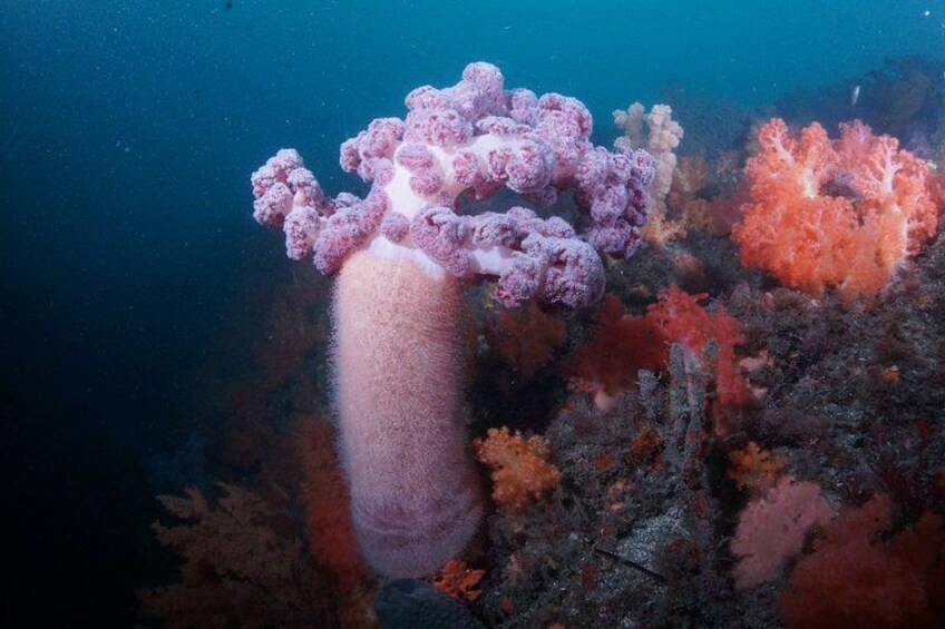Private Boat Diving in Jeju Discover and Fundiving 2