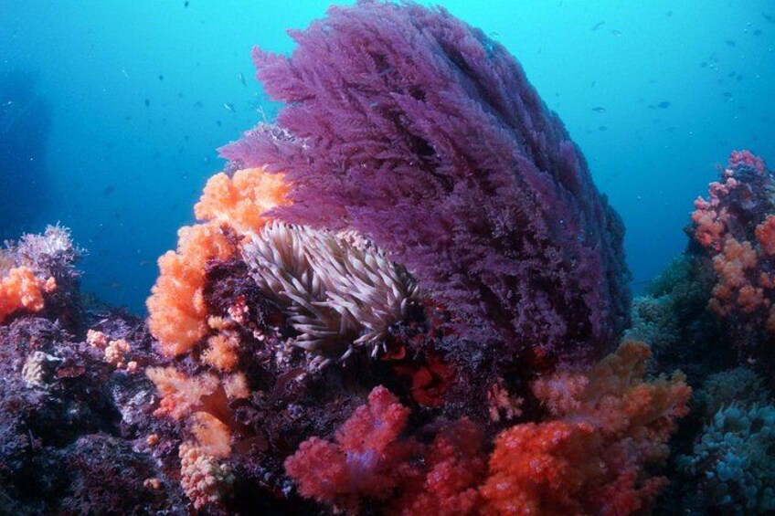 A vibrant coral reef with diverse marine life and colorful coral formations. 2