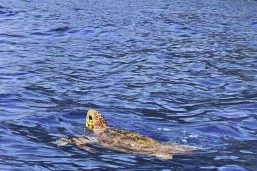 Kayak & snorkel in Los Cristianos 4