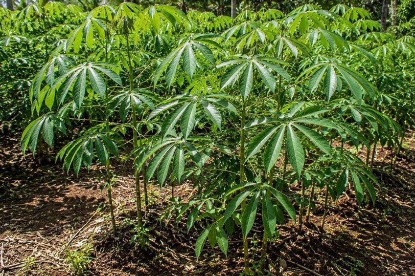 A field of tall plants with broad leaves. 4