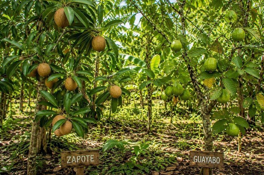 A fruit orchard with trees bearing green fruits, labeled 'ZAPOTE' and 'GUAYABO'. 5