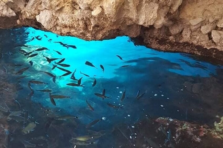 A group of fish swimming in clear blue water under a rocky cave. 5
