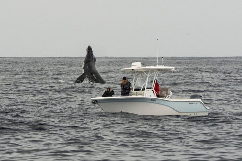 Premier Whale and Dolphin Watching 1