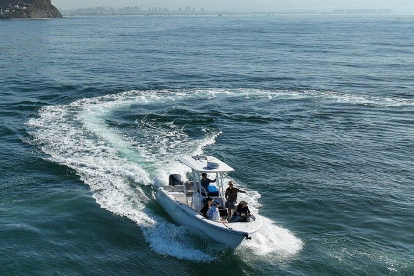 Premier Whale and Dolphin Watching 3