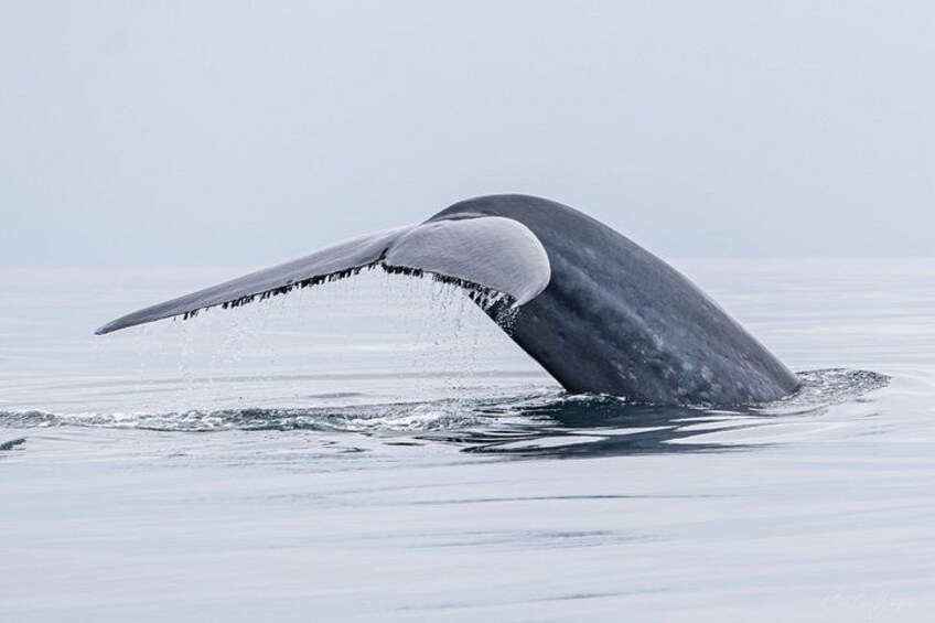 Premier Whale and Dolphin Watching 2