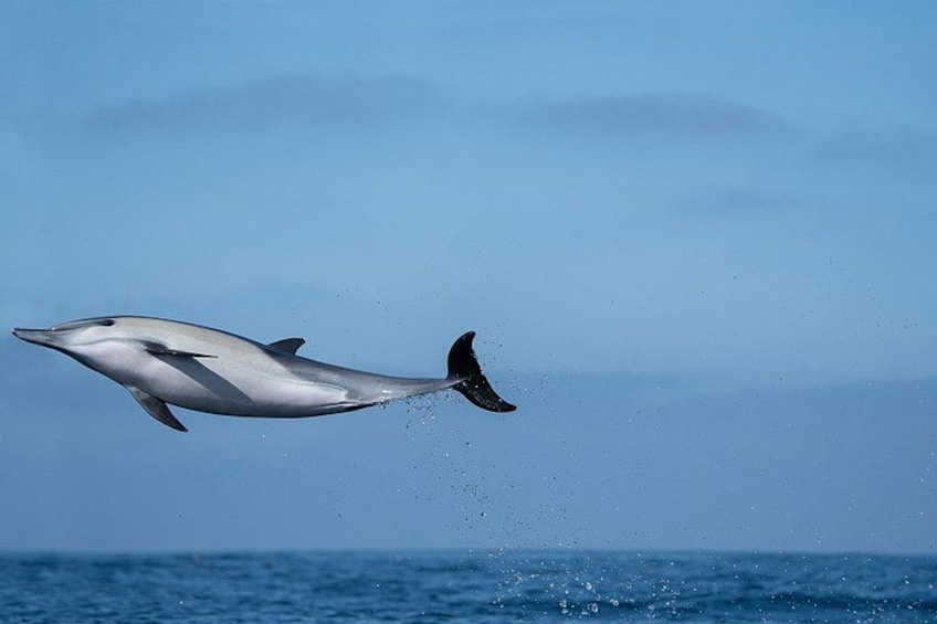 Premier Whale and Dolphin Watching 2