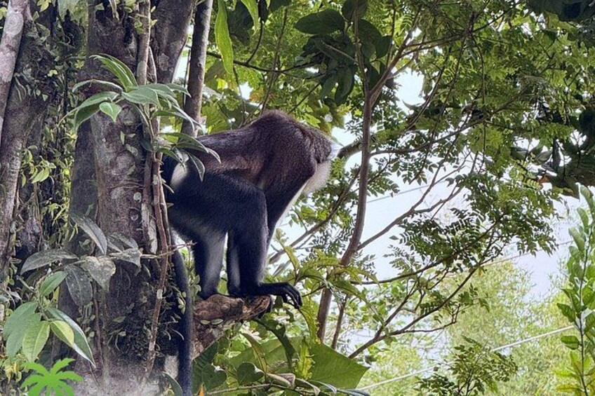 Grenada’s Best: Waterfalls, Chocolate, Rum and Rainforest Tour 4