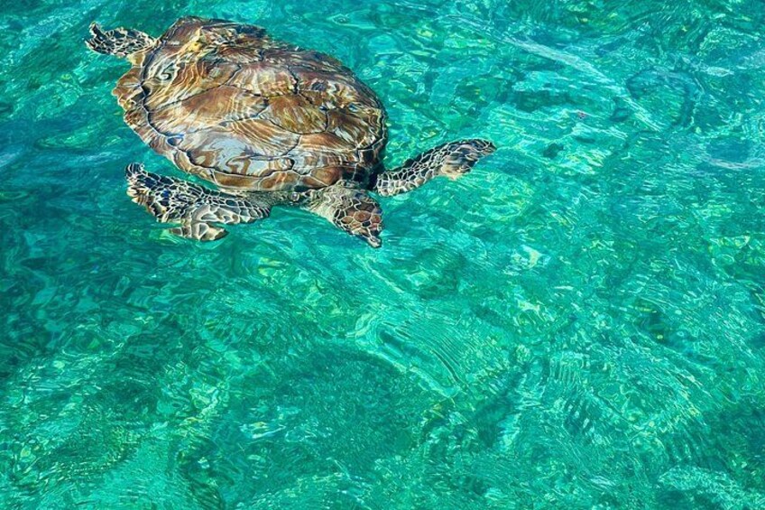 A sea turtle swimming in clear blue water. 2