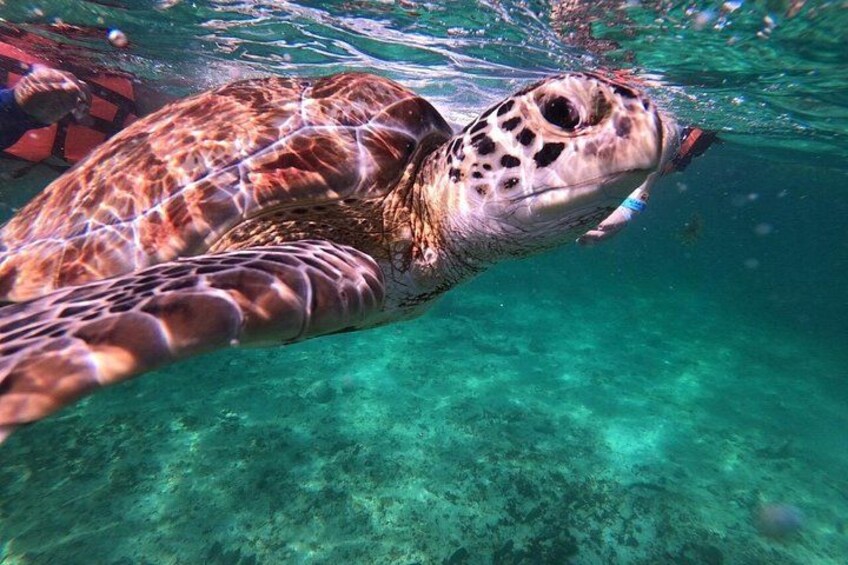 A sea turtle swimming underwater. 1