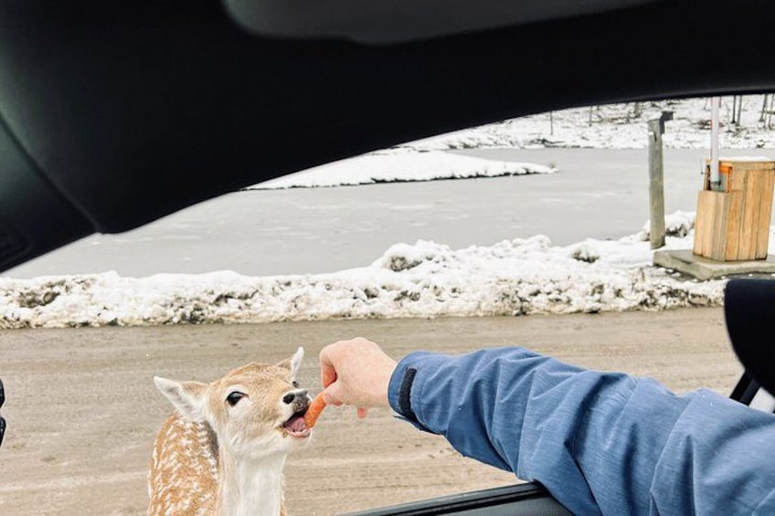 A car interior with a person feeding a deer outside. 1