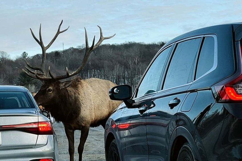 A large elk standing between two parked cars in a parking lot. 3