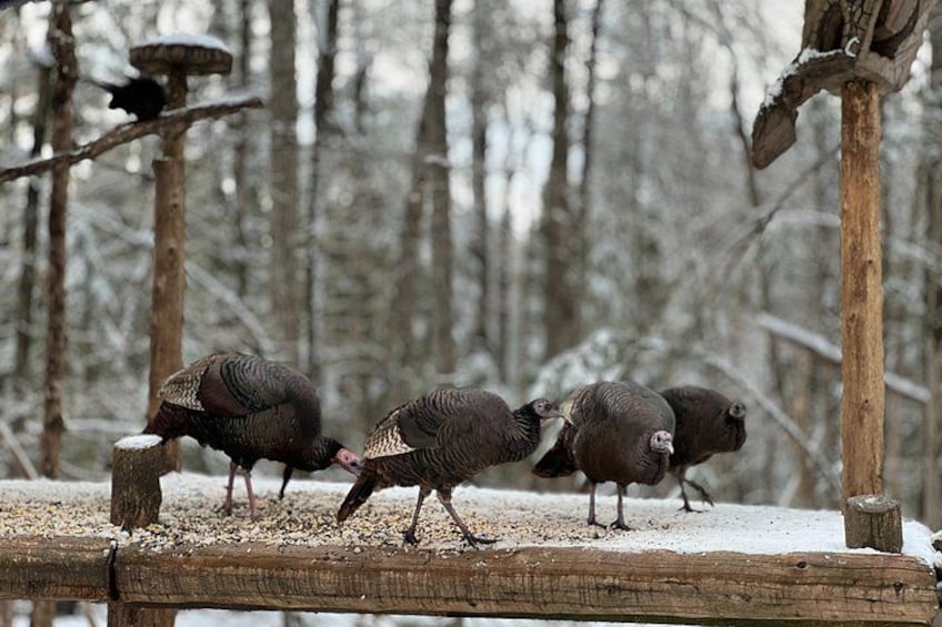 Three turkeys on a wooden platform in a snowy forest. 2