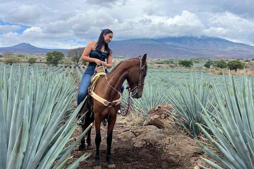Tequila Tour with Agave Fields and Tasting 1
