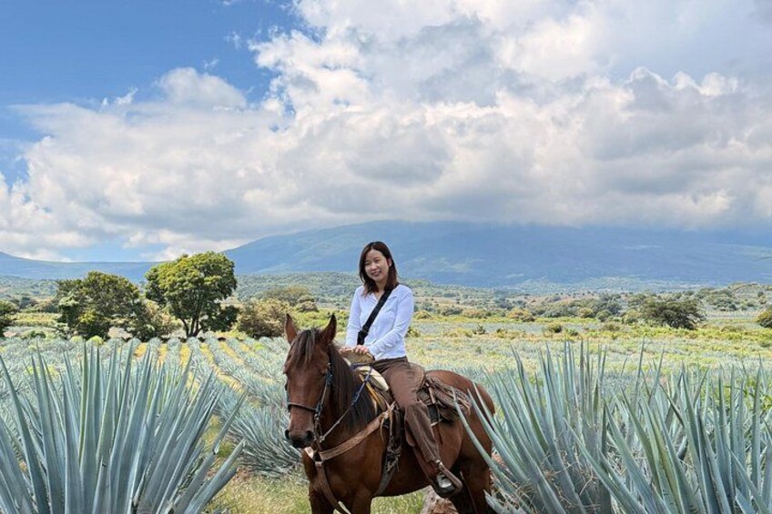 Tequila and agave and tasting fields 1