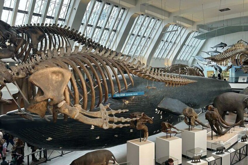 A museum with large dinosaur skeletons and a whale skeleton on display. 3