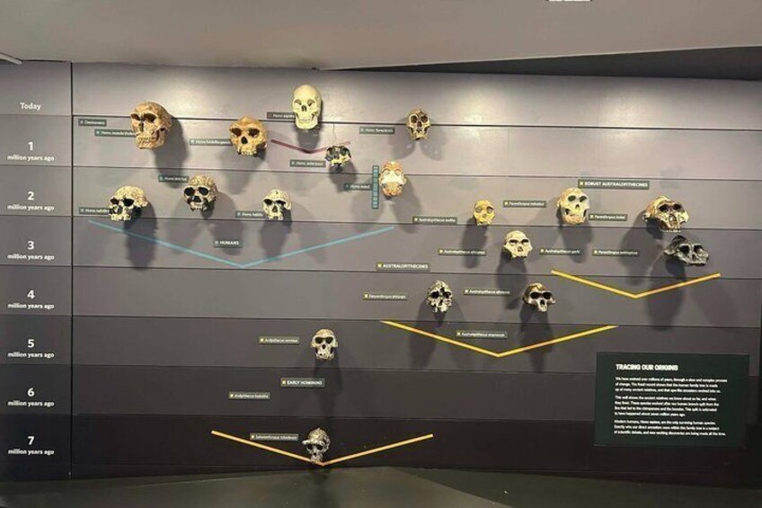 A timeline of skulls representing human evolution, with labels indicating different species and time periods. 2