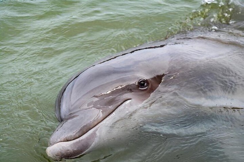 A dolphin's head emerging from the water. 3