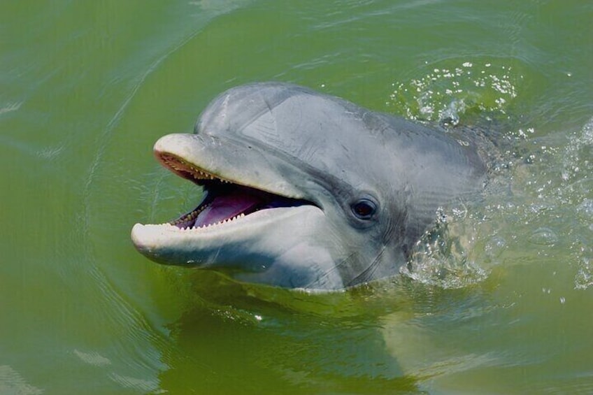 A dolphin with its mouth open, swimming in greenish water. 4