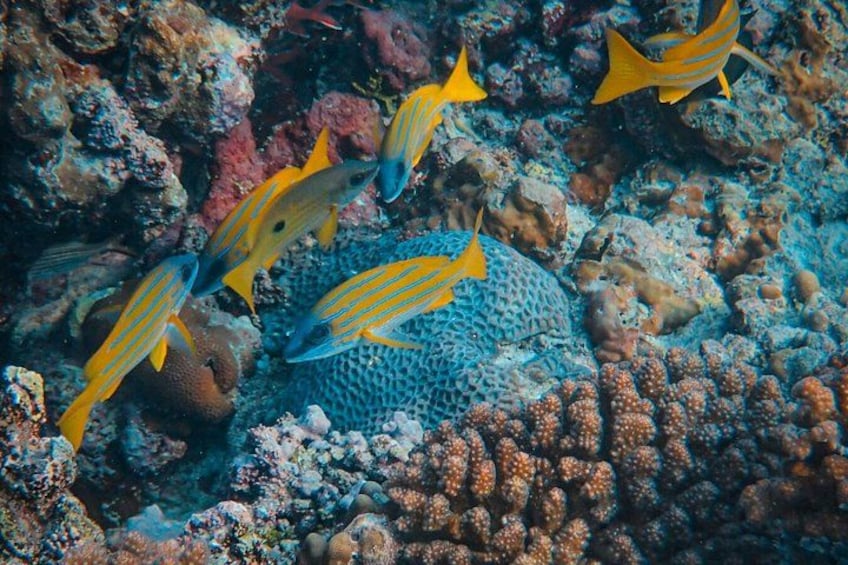 A coral reef with yellow and blue striped fish and a large, textured coral. 3