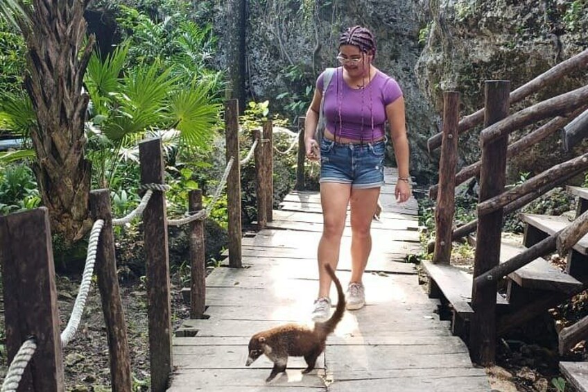 A person walking a dog on a wooden bridge surrounded by greenery. 5