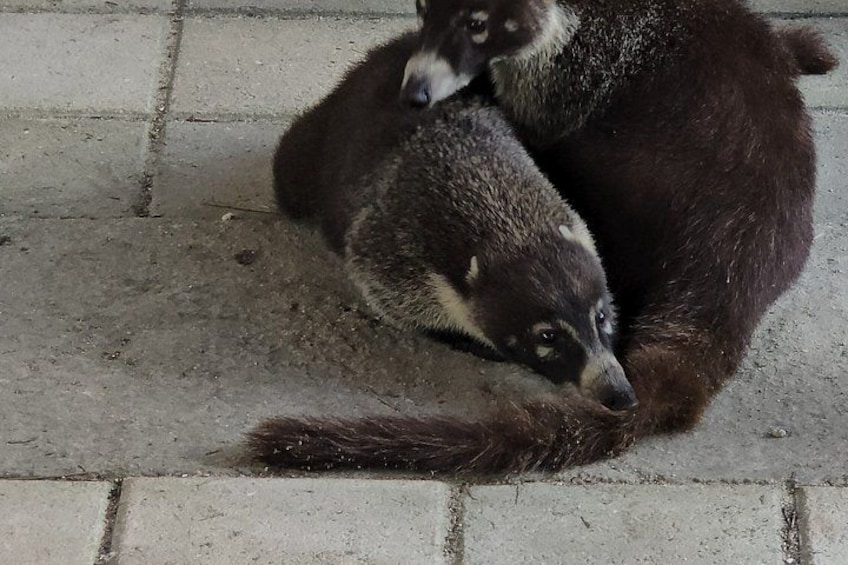 Two raccoons on a concrete surface. 3