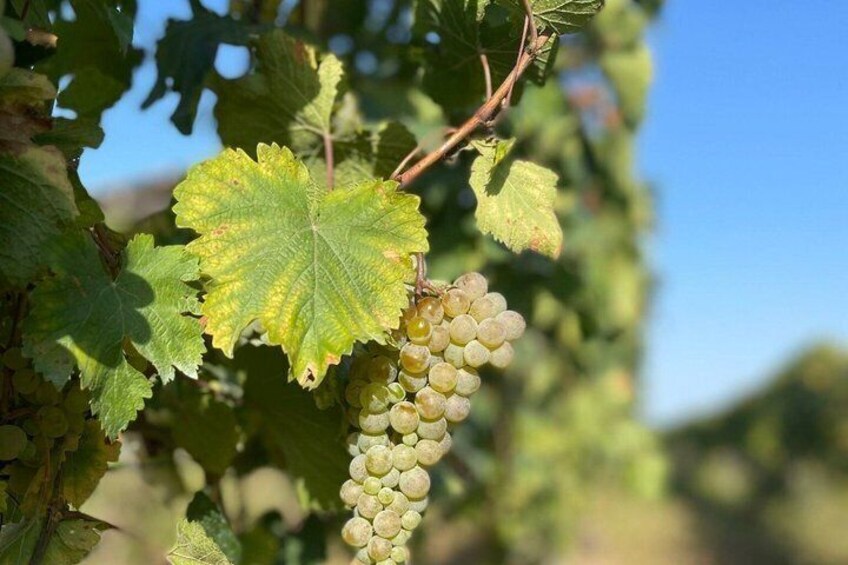 A bunch of green grapes on a vine with a yellowing leaf. 4