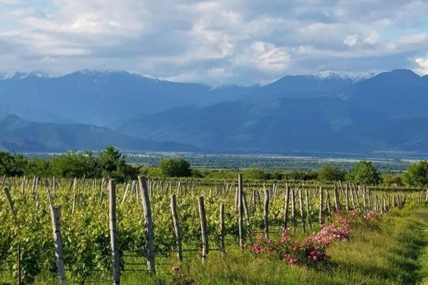 A vineyard with rows of grapevines and a mountainous backdrop. 5