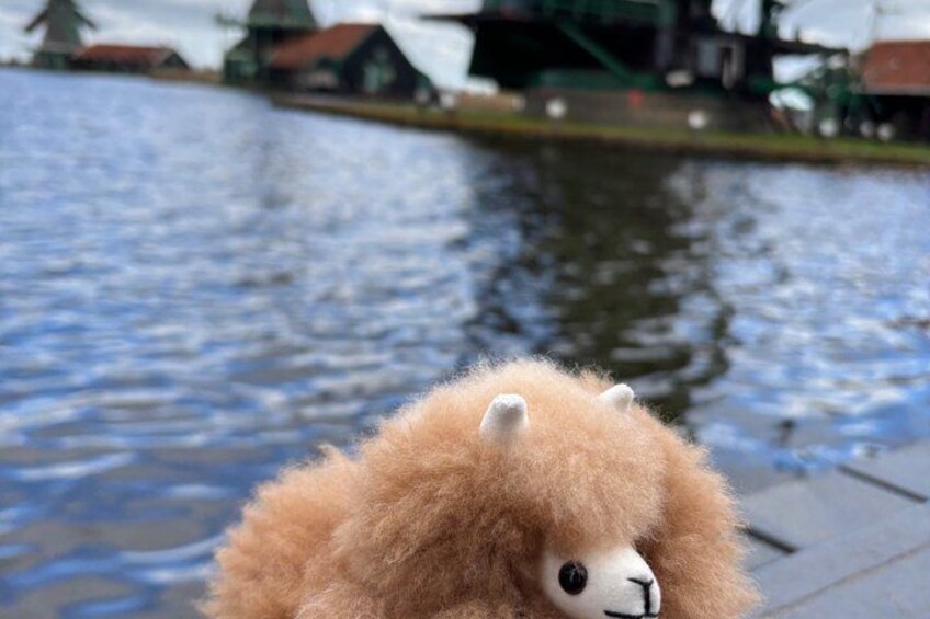 A fluffy toy dog by a body of water with buildings in the background. 1