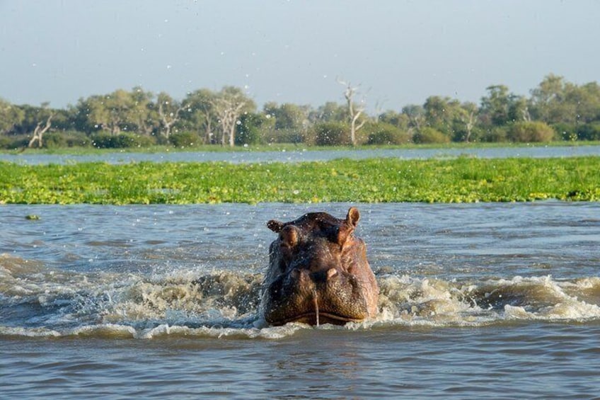 A hippopotamus in water with splashes around it. 3