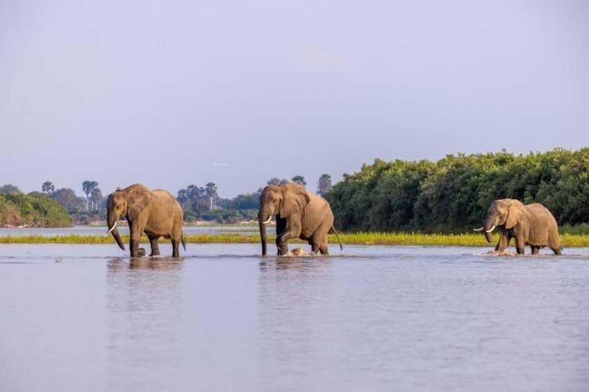 Elephants wading in a water body with a forest in the background. 1