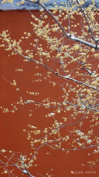 A tree with yellow flowers against a red wall. 4