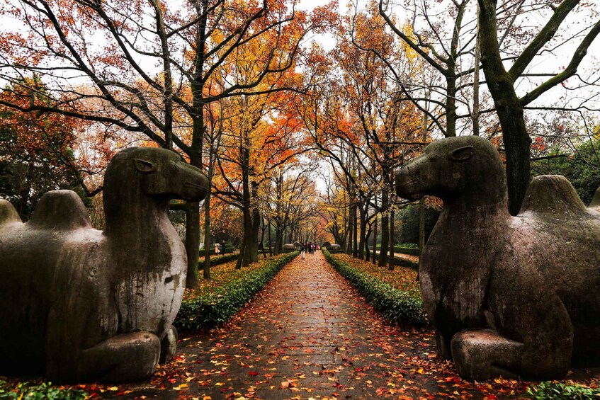 Half day Tour Purple Mountain and Ming Tomb - World Heritage 1