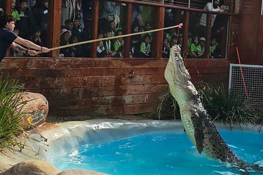 A crocodile in a pool with a person holding a stick. 4